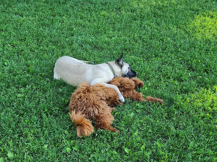 Central Park County Dog Park Picture 7