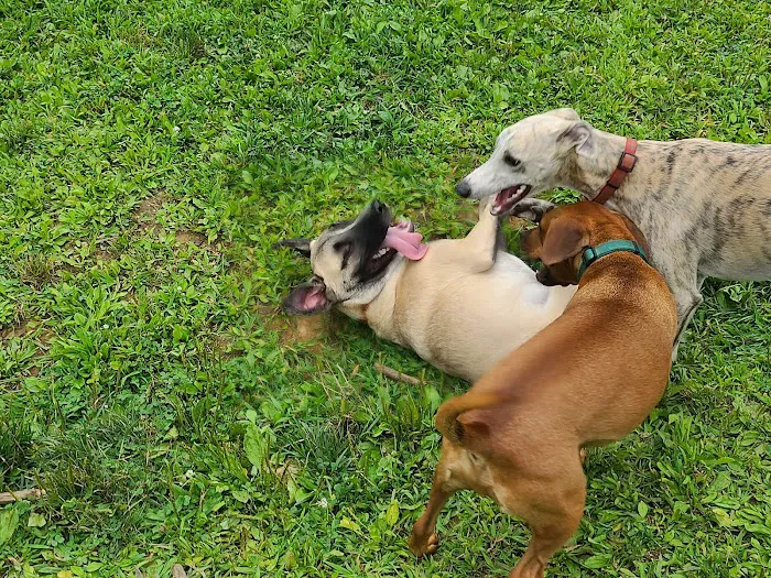 Central Park County Dog Park Picture 4