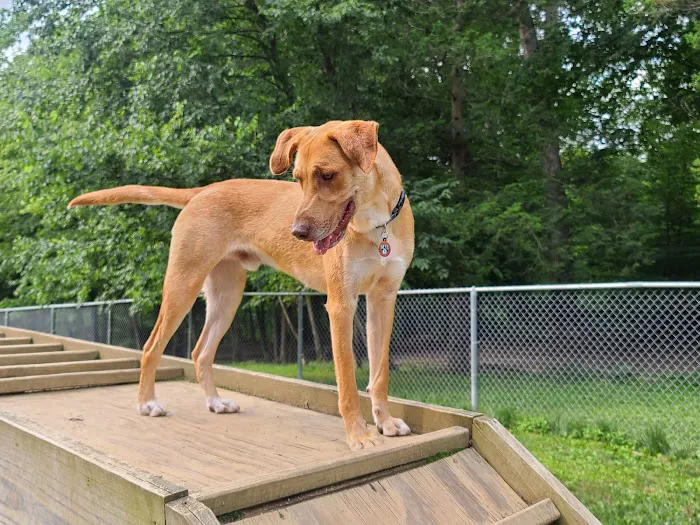 Central Park County Dog Park Picture 2