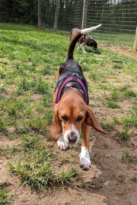 Central Park County Dog Park Picture 1