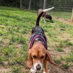 Central Park County Dog Park
