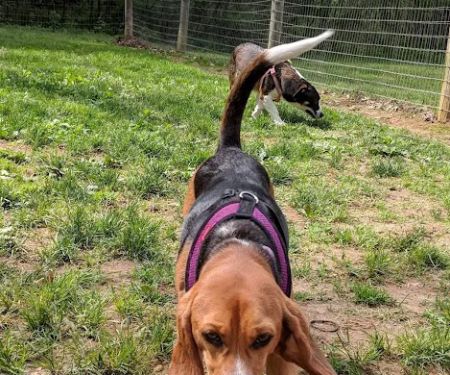 Central Park County Dog Park