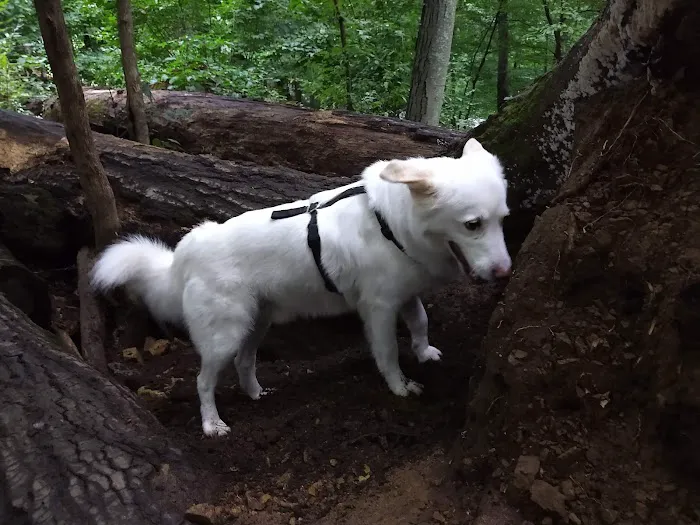 Central Park County Dog Park Picture 9