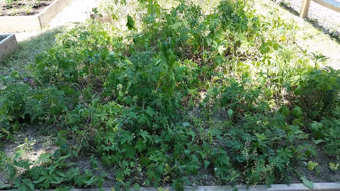 Grow It Green's Early Street Community Garden Picture 5