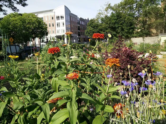 Grow It Green's Early Street Community Garden Picture 3