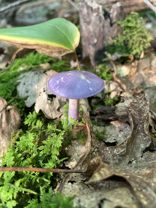 Nancy Conger West Brook Preserve Picture 5