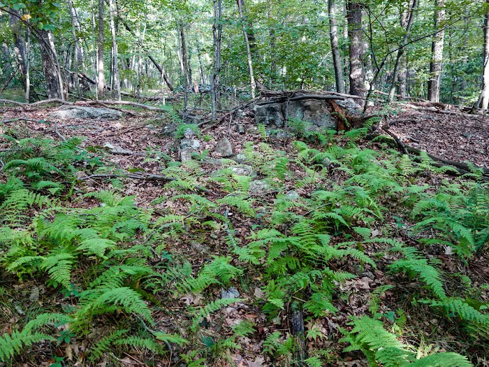 Skyline Preserve Picture 6