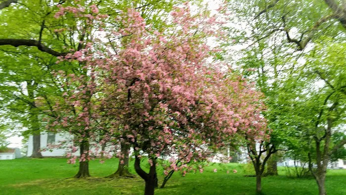 Lewis Park Picture 6