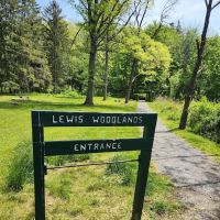 The Madison Lewis Woodlands ico