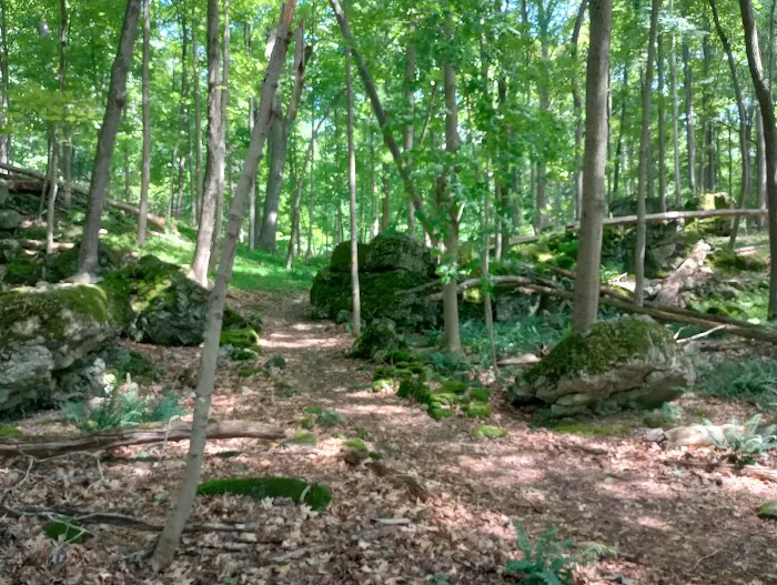 The Madison Lewis Woodlands Picture 3