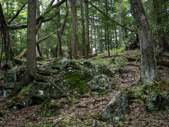 Clinton Trail (yellow) Picture 7