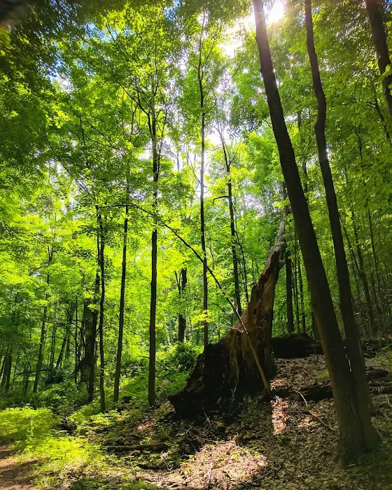Goosepond Mountain State Park Picture 10