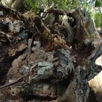 Overlook Park ico
