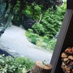 Enchanted Cottage in the Woods