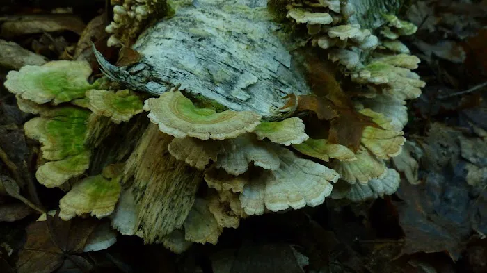 Wolfpit's Nature Preserve Picture 6