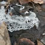 Wolfpit's Nature Preserve
