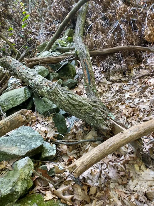 Wolfpit's Nature Preserve Picture 9