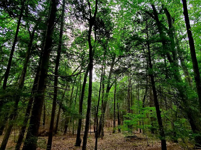 Wolfpit's Nature Preserve Picture 5
