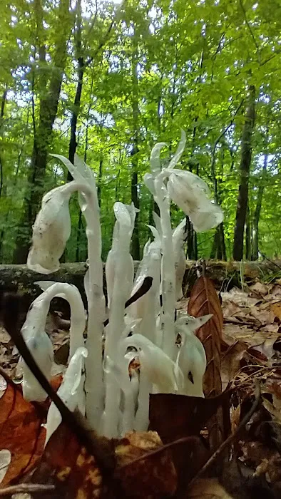 Wolfpit's Nature Preserve Picture 2