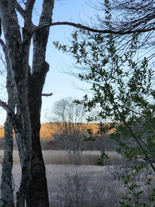 East Swamp Wildlife Management Area Picture 3
