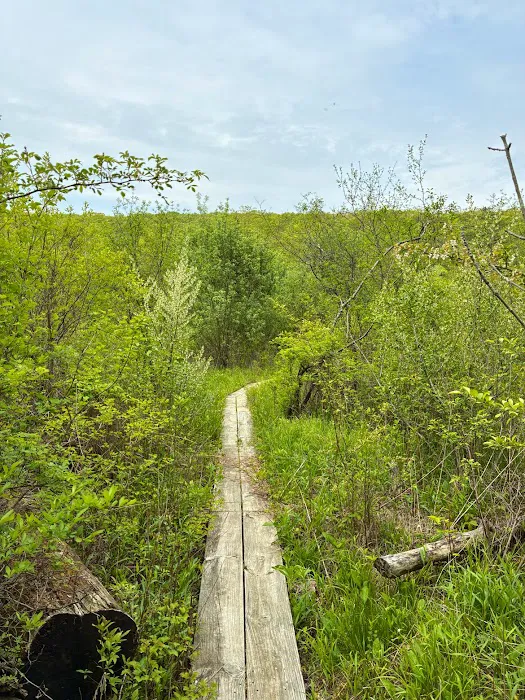 Cranberry mountain trail (Parking) Picture 1