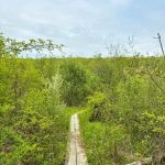 Cranberry mountain trail (Parking)