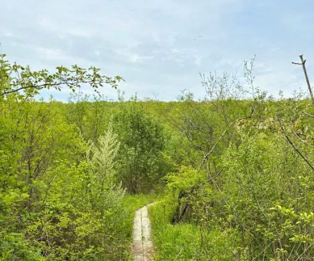 Cranberry mountain trail (Parking)