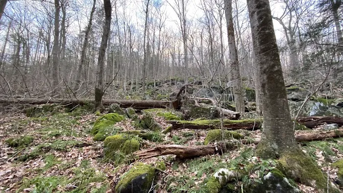 Michael Ciaiola Conservation Area (Parking) Picture 7