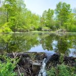 Cranberry Mountain WMA