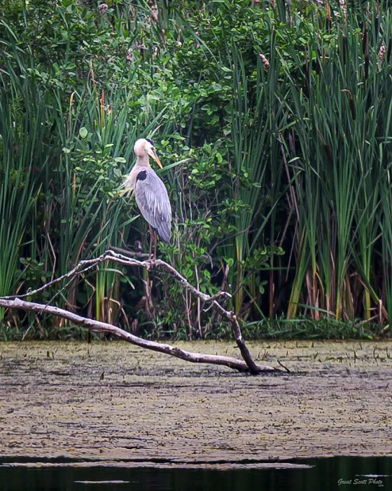 Komlo Preserve Picture 1