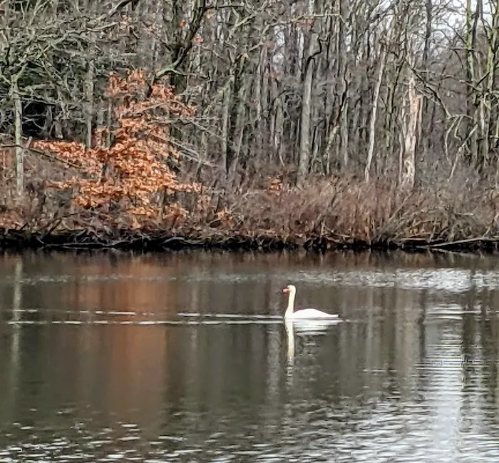Dunham Pond Picture 4
