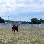 Danbury Dog Park @ Margerie Reservoir
