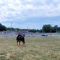 Danbury Dog Park @ Margerie Reservoir ico