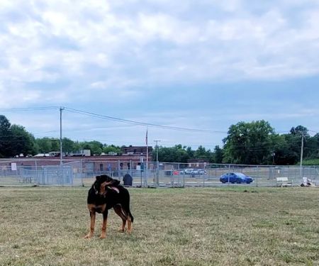 Danbury Dog Park @ Margerie Reservoir