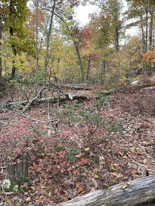 Sweetcake Mountain Lake Reserve Picture 10