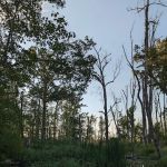 Great Swamp Canoe/Kayak Launch