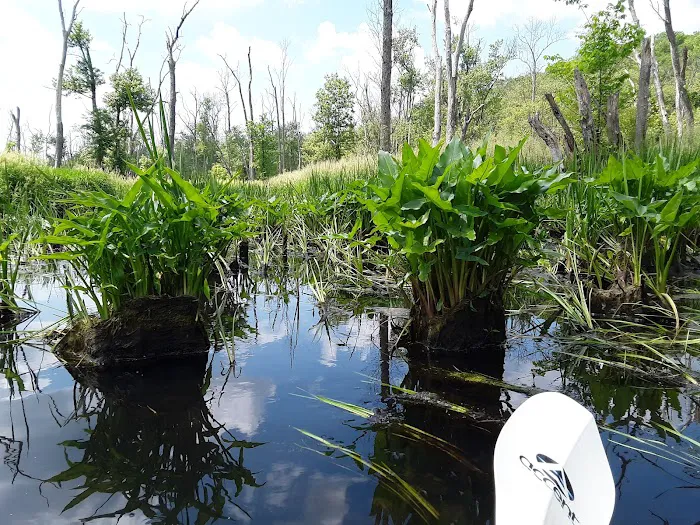 Great Swamp Canoe/Kayak Launch Picture 4