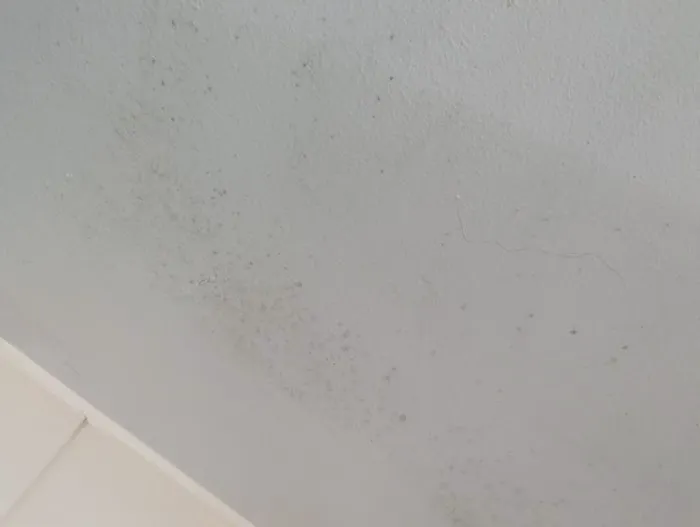 Bundy Hill Mold House Picture 7