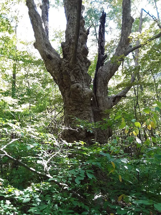 Michael Ciaiola Conservation “Fireman’s” Mountain Bike Trails Picture 7