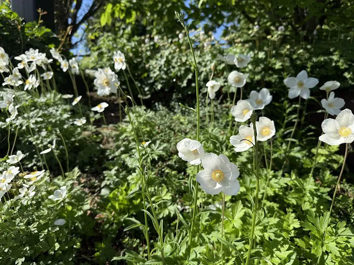 The Glade Picture 8