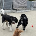Gansevoort Peninsula Small Dog Park