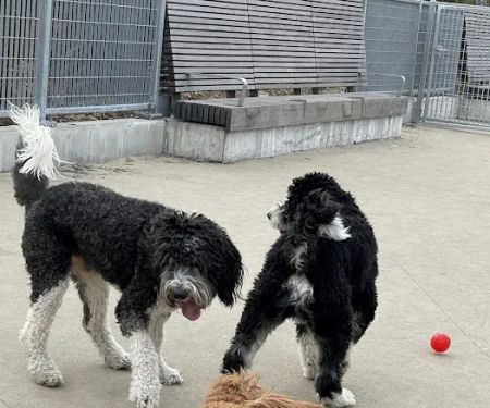 Gansevoort Peninsula Small Dog Park