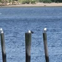 Woodbridge Dog Park ico