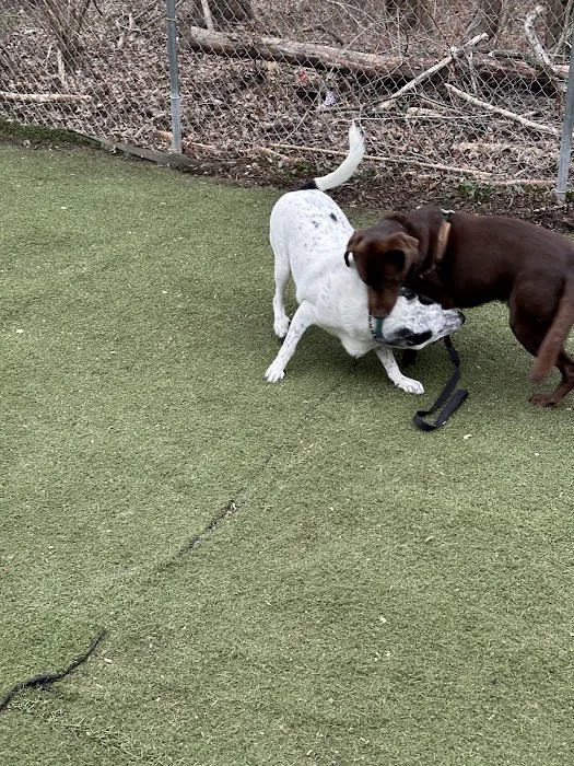 Bloomingdale Dog Run Picture 4