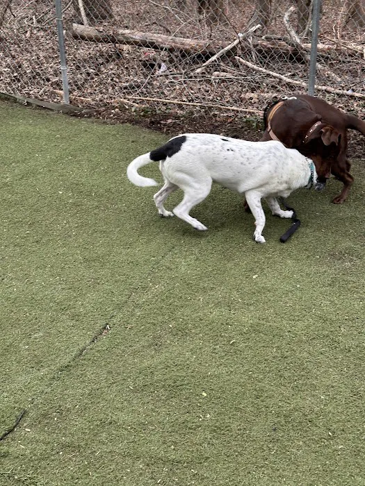 Bloomingdale Dog Run Picture 7