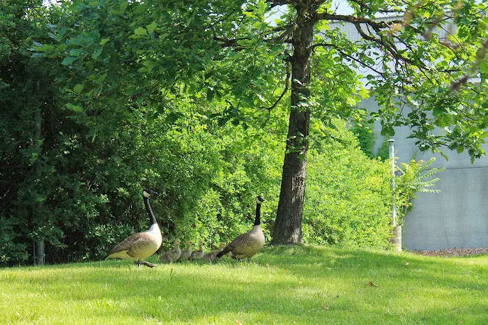 Waterfront Park Picture 8