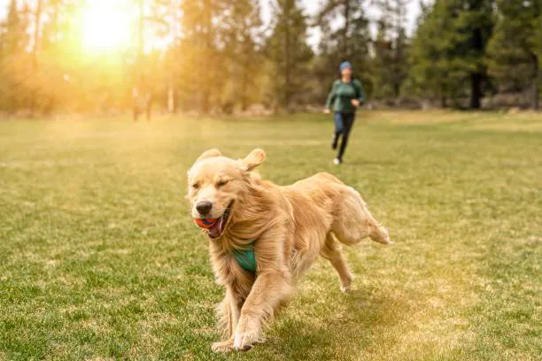 Lexington Dog Park Picture 6