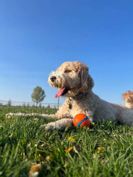 Lexington Dog Park Picture 5