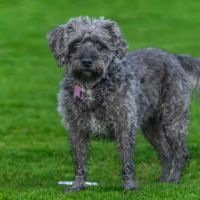 Lexington Dog Park ico