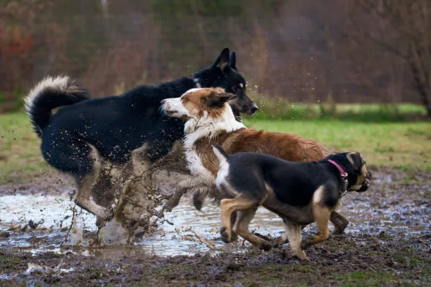 Lexington Dog Park Picture 7